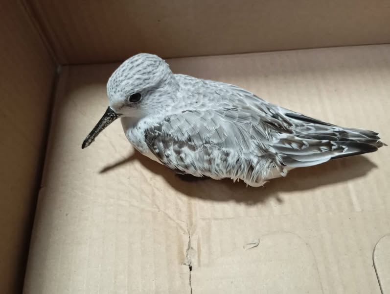 Asociación Medioambiental Amigos de los Espacios Naturales de Cádiz