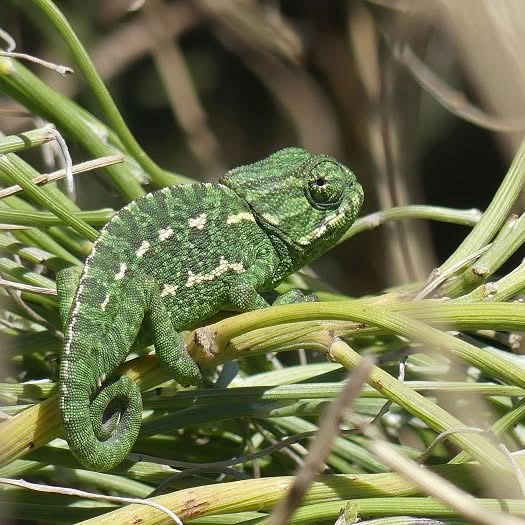 Asociación Medioambiental Amigos de los Espacios Naturales de Cádiz